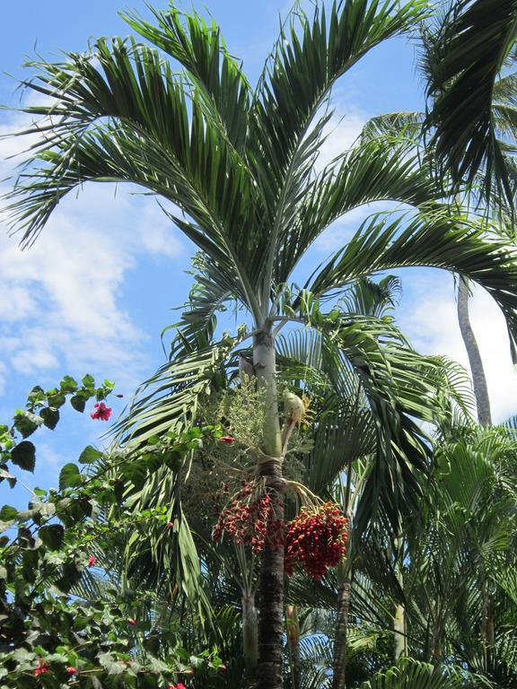 Hotel El Paraiso Escondido - Costa Rica 哈科 外观 照片