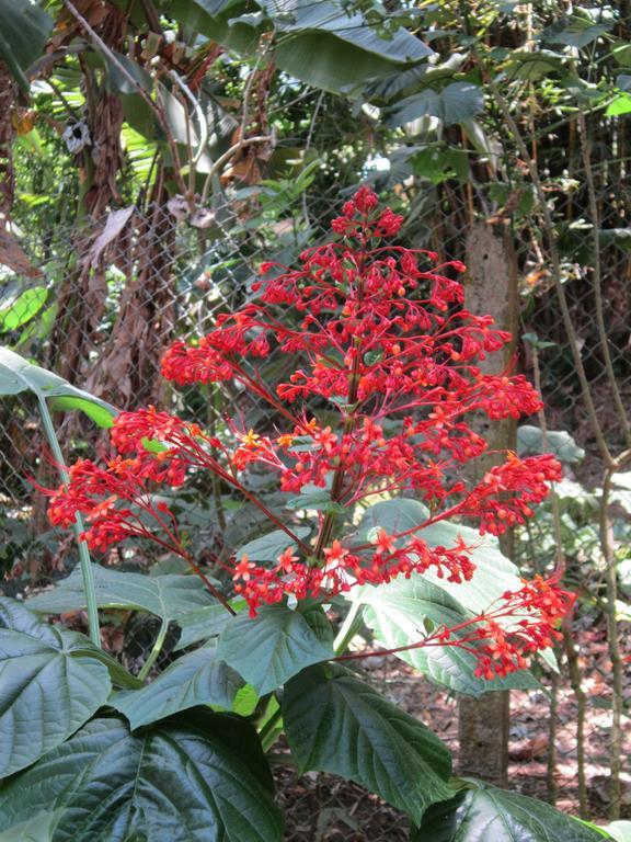 Hotel El Paraiso Escondido - Costa Rica 哈科 外观 照片