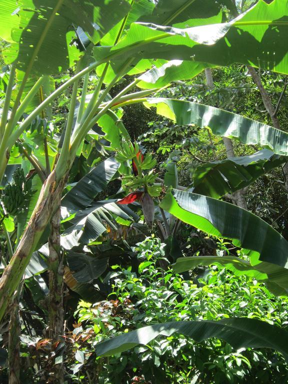 Hotel El Paraiso Escondido - Costa Rica 哈科 外观 照片