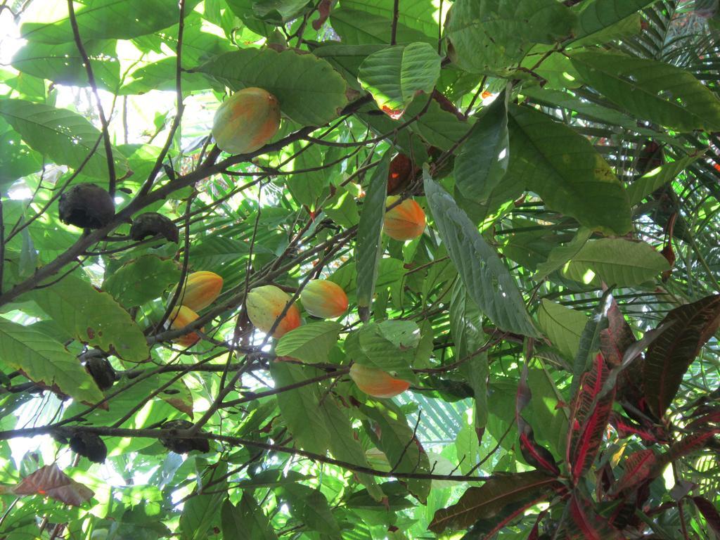 Hotel El Paraiso Escondido - Costa Rica 哈科 外观 照片